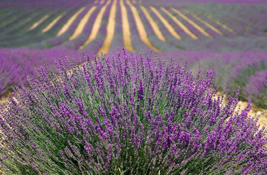 lavender-894919_1280-1